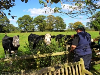 Looking After the Cows