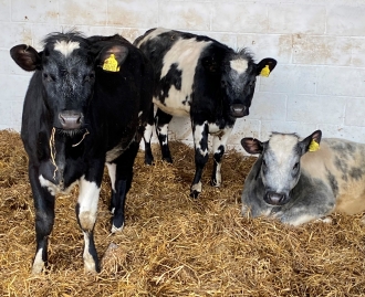 oak tree farm animals image 13