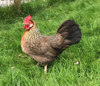 oak tree farm animals image 11