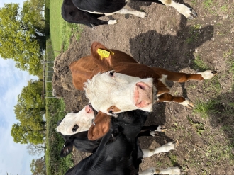 oak tree farm animals image 12