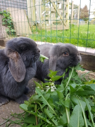 oak tree farm animals image 14