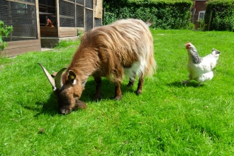 oak tree farm animals image 4