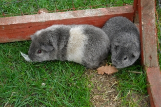oak tree farm animals image 7