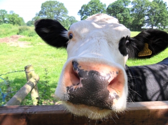 oak tree farm animals image 3