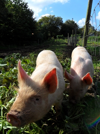 oak tree farm animals image 5