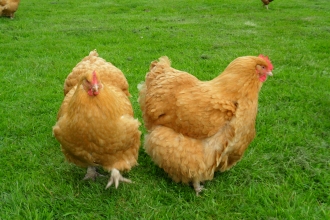 oak tree farm animals image 8