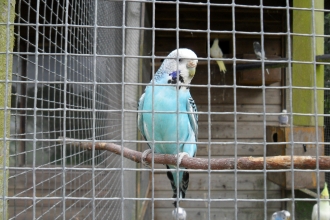 oak tree farm animals image 9