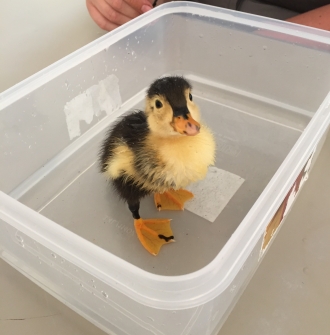 oak tree farm animals image 6