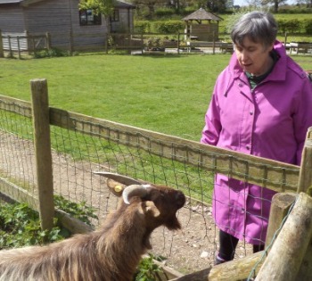 Oak Tree Farm, Animals, guinea pigs