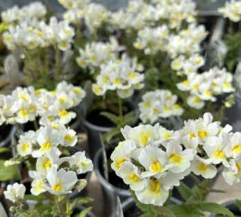 What's on, newsletter, craft flowers